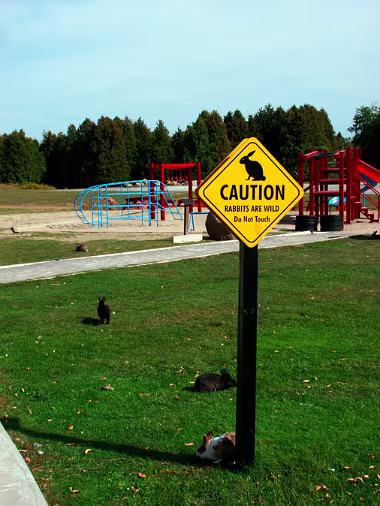 Caution Wild null