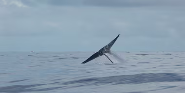 Lajes do Pico null
