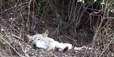 Findlingswolf 2 null