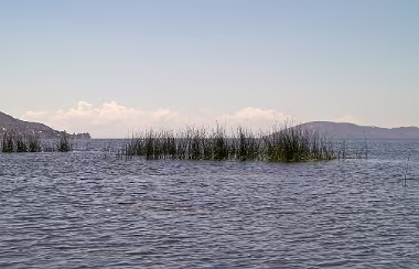 Totora in lebendig null