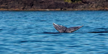 Humpback Whale null