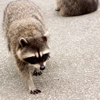 Racoon null