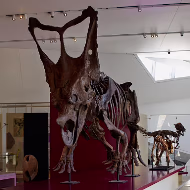 Chasmosaurus null