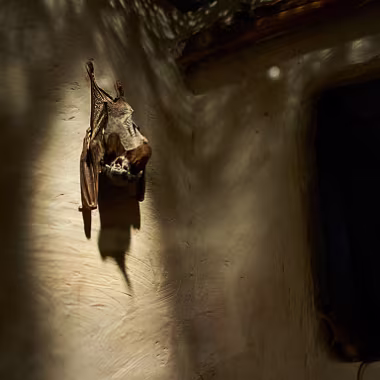 Bat null