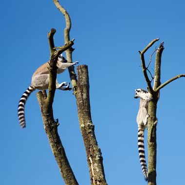 Ring-tailed lemur null