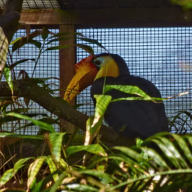 Sunda wrinkled hornbill null