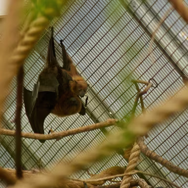 Livingstone's fruit bat null