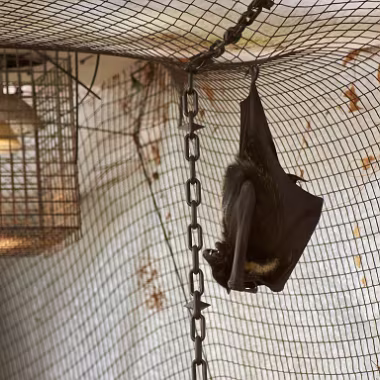 Livingstone's fruit bat null