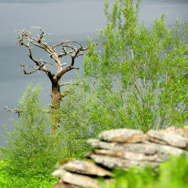 Llyn Dinas null