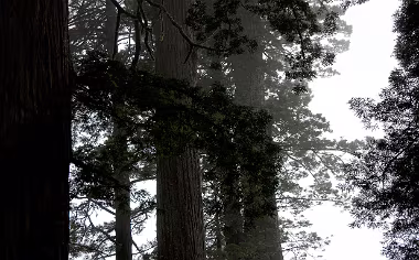 Lady Bird Johnson Grove null