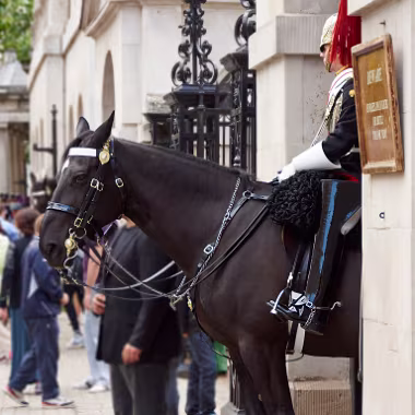 Horse Guard null