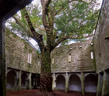 Cloister and Yew Tree II null