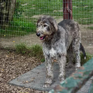Wolfhound III null