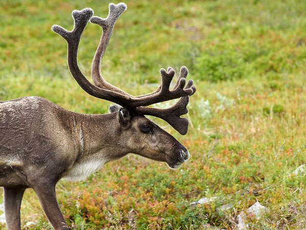 Finnland 2016 Lappland 9. - 22.7.